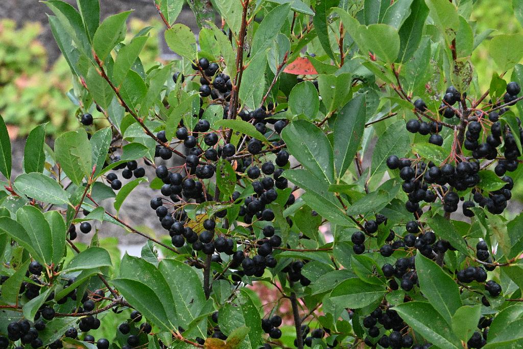 2025-08270236 Tower Hill Botanic Garden, MA.JPG - Black Chokeperry (Aronia melanocarpa). New England Botanic Garden at Tower Hill, MA, 8-27-2025